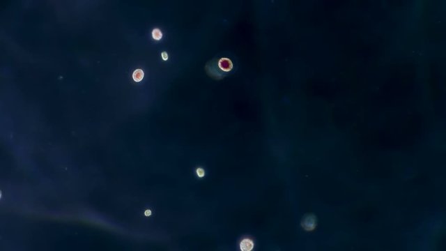 Protozoa Life Moving Across Lake Water Sample 400x Microscope.
