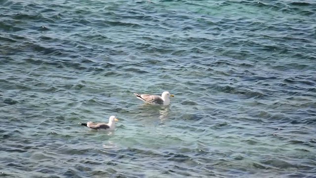 Two seagulls on the water