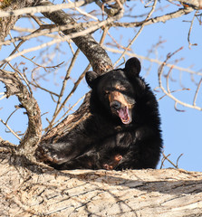 Black Bear in a Tree