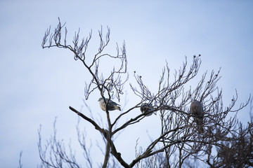 Trees on middle of the city