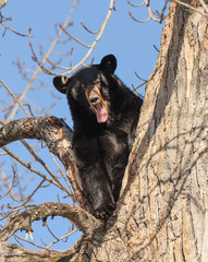 Black Bear in a Tree