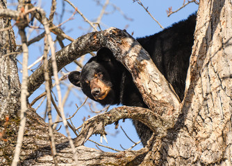 Black Bear in a Tree