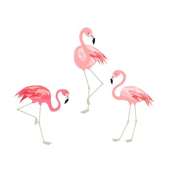 Vector illustration with funny pink flamingo. Paper flat design with exotic birds