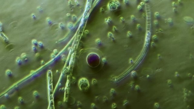 Unicellular Microrganisms Time Lapse 400x Phase Microscope