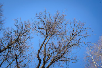 The bare branches against the blue sky