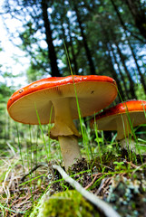 Mushrooms in the forrest