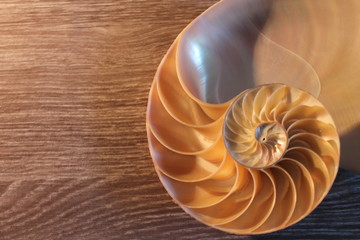 nautilus shell cross section spiral symmetry Fibonacci half golden ratio structure growth close up...