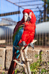 Big red parrot with blue wings sitting on the tree branch