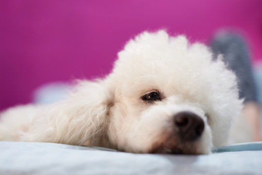 White poodle dog lay on bed