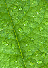 Green leaf with water droplets
