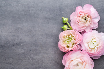 Pink beautiful ranunculus on gray background.