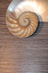 nautilus shell spiral cross section symmetry Fibonacci half golden ratio structure growth close up back lit mother of pearl close up ( pompilius nautilus ) wooden background copy space 