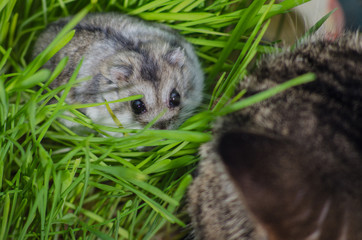 Cat looks at a hamster that hides in a high grass