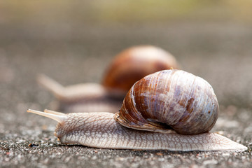 Two running snails 1