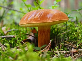 Grzyb podgrzybek