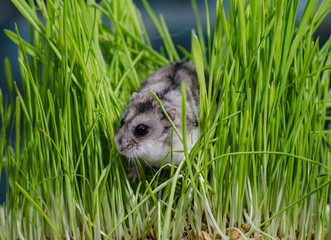 Fototapeta premium Little hamster in high grass