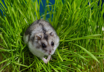 Little hamster in high grass