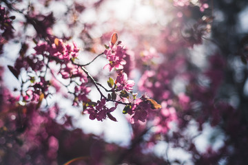 Colorful spring flowers