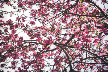 Colorful spring flowers