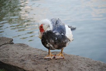 Canard de barbarie