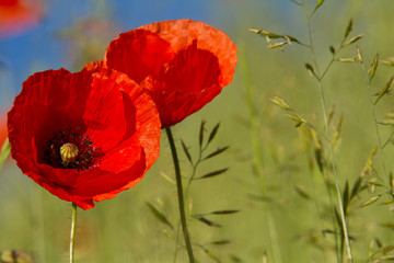 Red poppy flowers 1