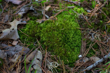 moss