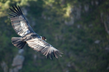 Condor In Flight