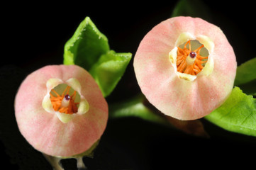 Blüten der Heidelbeere oder Blaubeere, (Vaccinium myrtillus), im Frühling