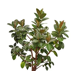 Gartenposter Magnolie Südlicher Magnolienbaum