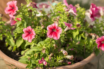 Pink Flowers in a Pot