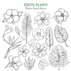 Naklejka premium Hand Drawn Exotic Plants Set