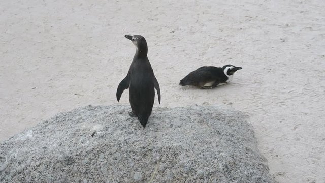 African Penguin colony at Boulders Bay on the southern coastline of South Africa.