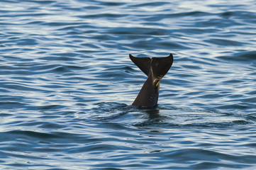 Fototapeta premium Killer Whale, Orca, hunting a sea lion pup, Peninsula Valdez, Patagonia Argentina