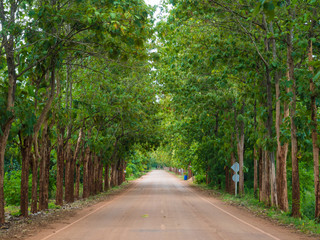 Teak forest with rural road