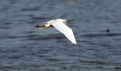 Fototapeta na wymiar The little egret (Egretta garzetta) flying over the River Danube at Zemun in the Belgrade Serbia.