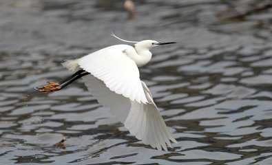The little egret (Egretta garzetta) flying over the River Danube at Zemun in the Belgrade Serbia.