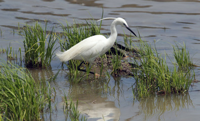 The little egret (Egretta garzetta) single bird standing in water near Danube river in Zemun,Belgrade,Serbia.