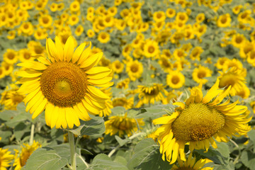 Big field of the blossoming sunflowers lit with the bright summer sun.
