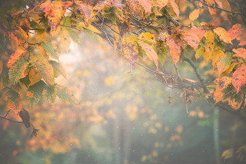 misty autumn