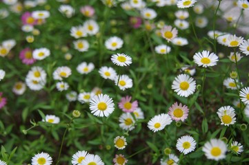 エリゲロン・源平小菊