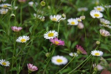 エリゲロン・源平小菊