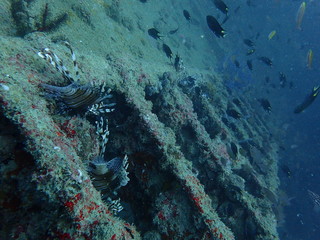 ミノカサゴの頭かくして尻隠さず