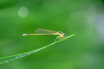 Damselflies stay on the green grass