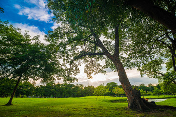 Fototapeta na wymiar Tree in public park with green grass meadow