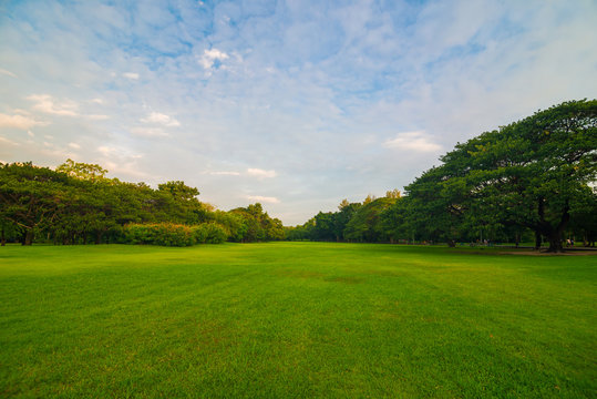 Fototapeta Green meadow grass in the park background