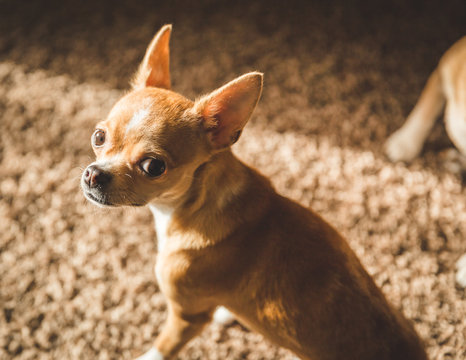 Chihuahua Puppy Looking Back