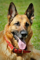 German shepherd dog sitting on grass background