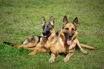 and old German shepherd dog sitting on grass