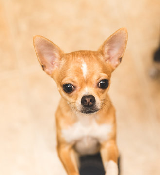 Close Up of Chihuahua Puppy