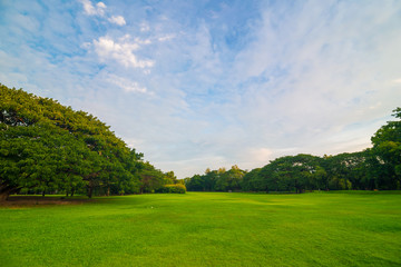 Green meadow with tree in central public park